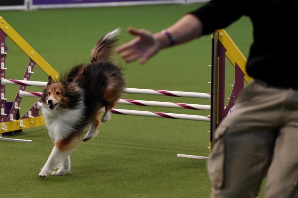 El Westminster Kennel Club, un dels shows de gossos de raça més importants del món