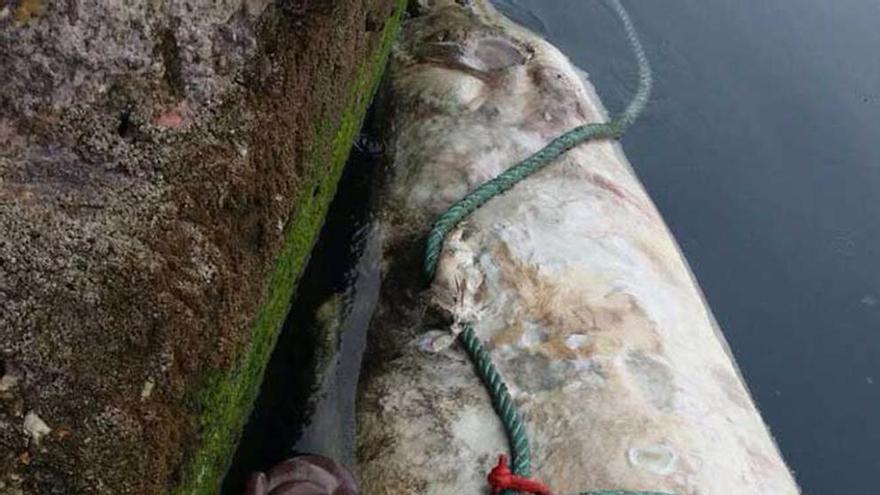 Localizan una ballena muerta en la costa