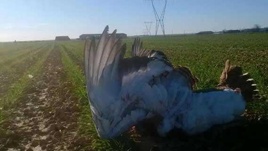 Modifican el tendido eléctrico en las Lagunas de Villafáfila para evitar la muerte de aves