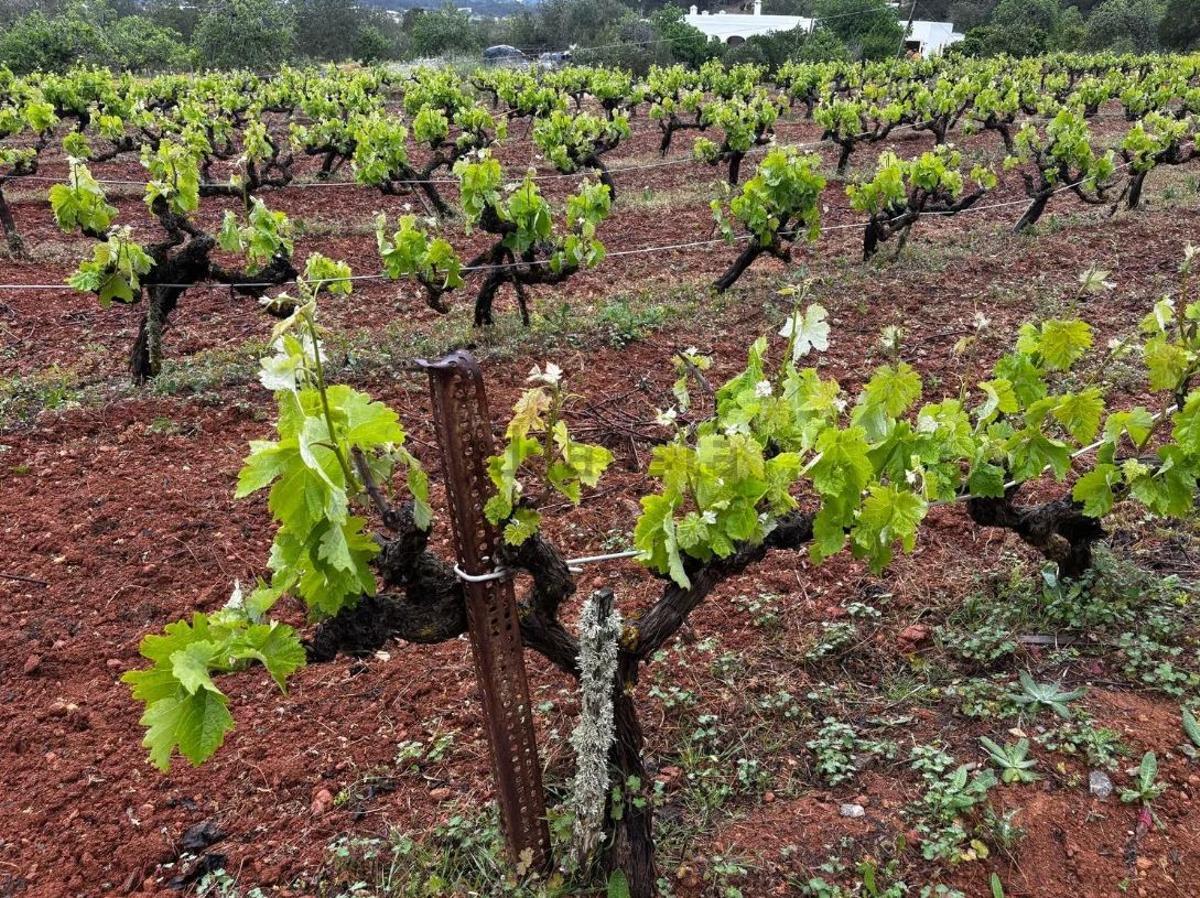 Viñas.