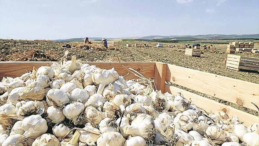 El sector del ajo prevé una «leve caída» de la superficie sembrada por la sequía