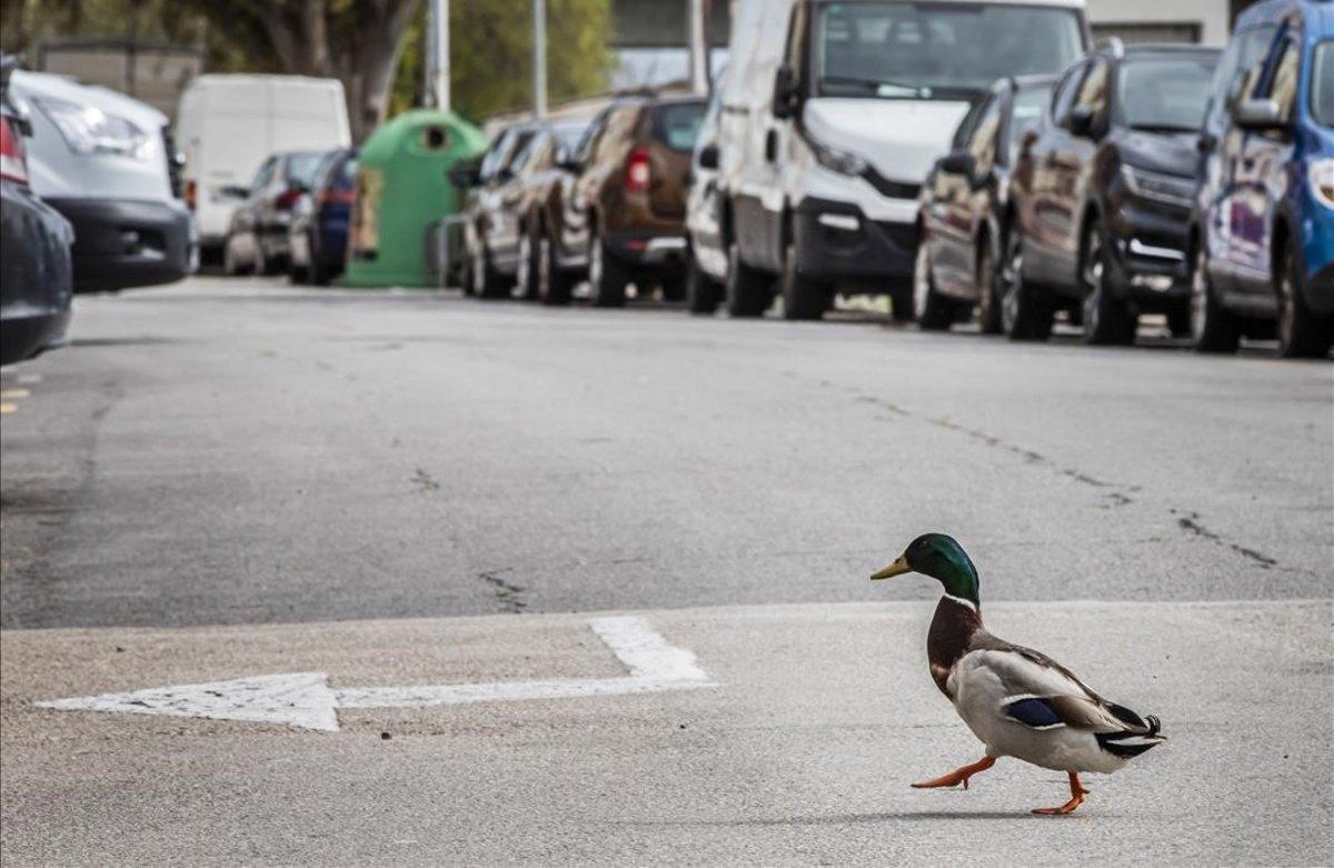 Un pato pasea por las calles de la localidad valenciana de Cullera.