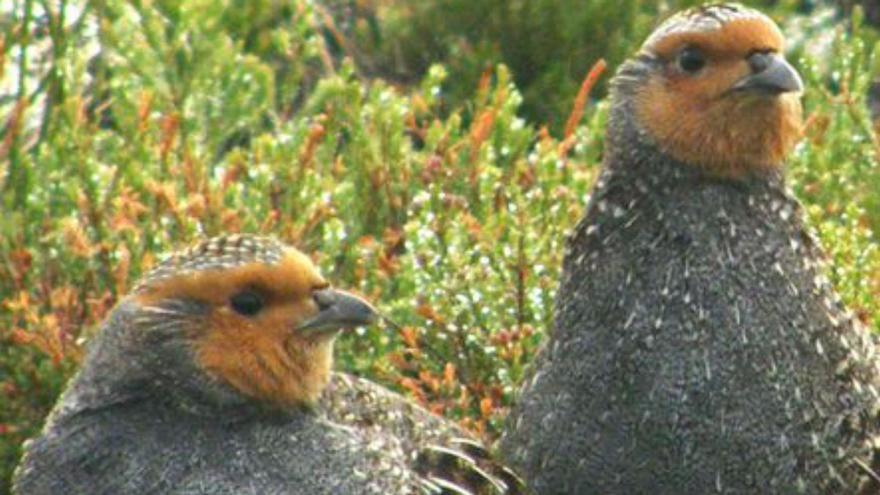 Más de 300.000 euros para proteger a las aves esteparias y perdiz pardilla