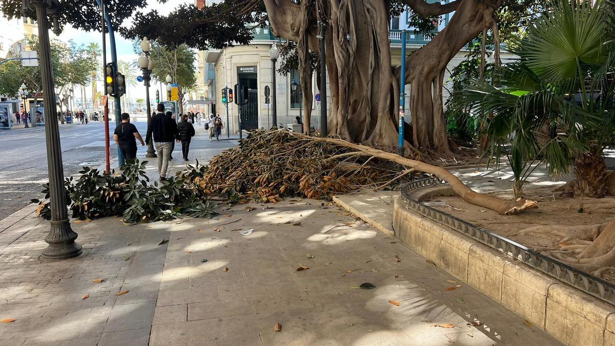 Rama de ficus caída por el viento en el centro de Alicante este sábado
