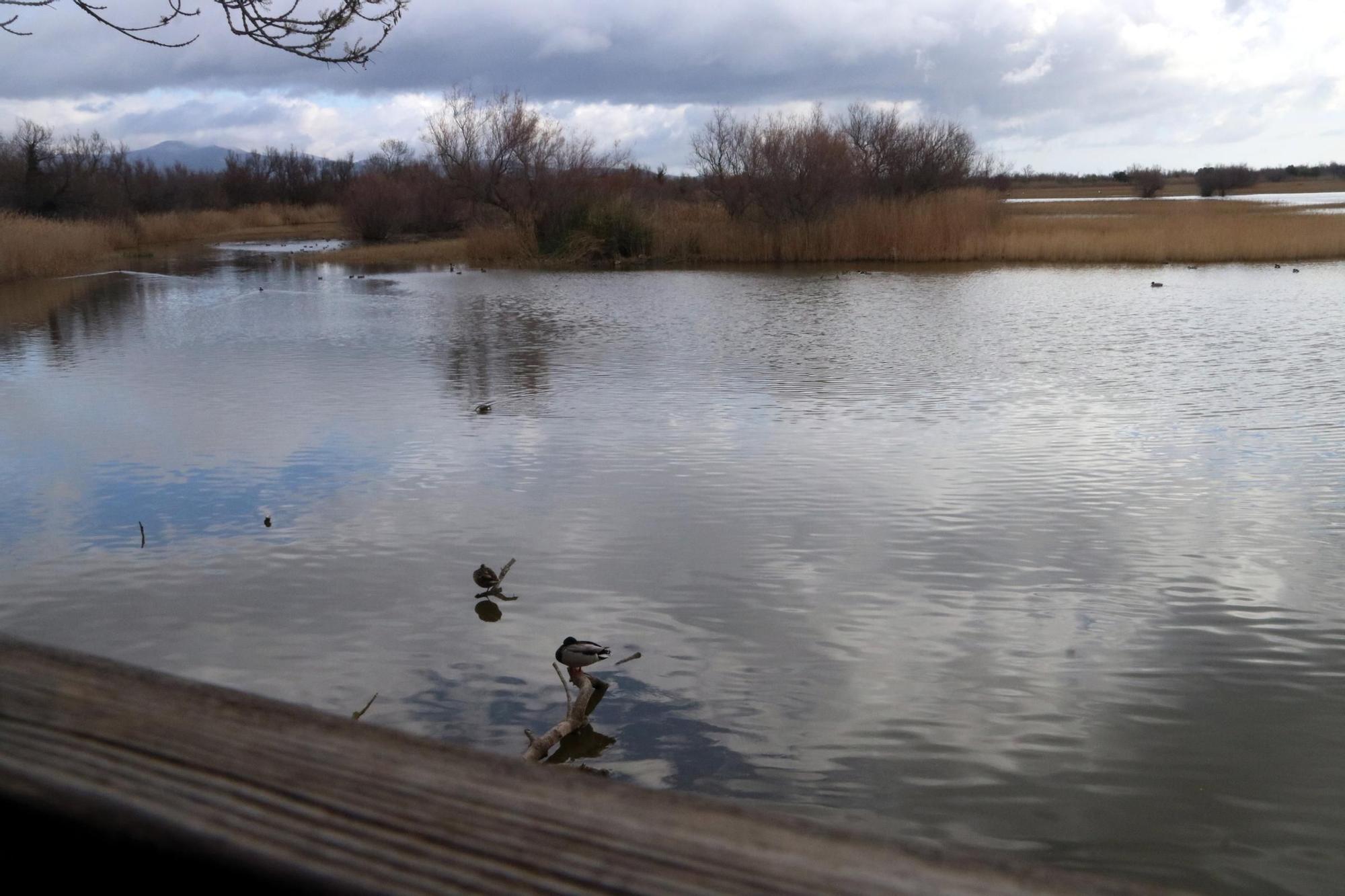 Un obervatori a la reserva de les Llaunes dels Aiguamolls de l'Empordà.