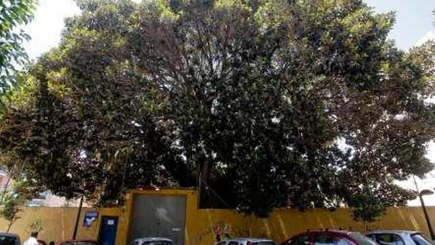 Ficus de Benalúa  Un superviviente de un siglo y medio
