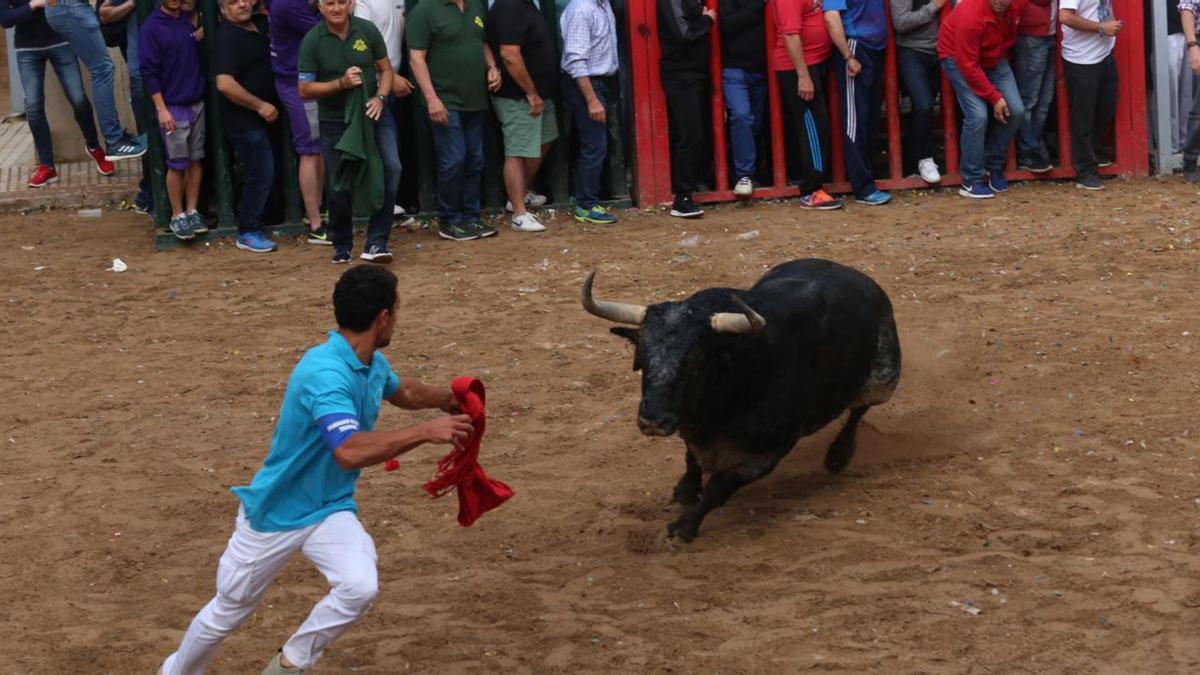 Bous al carrer con motivo de las fiestas de Santa Quiteria en Almassora en una imagen de archivo.