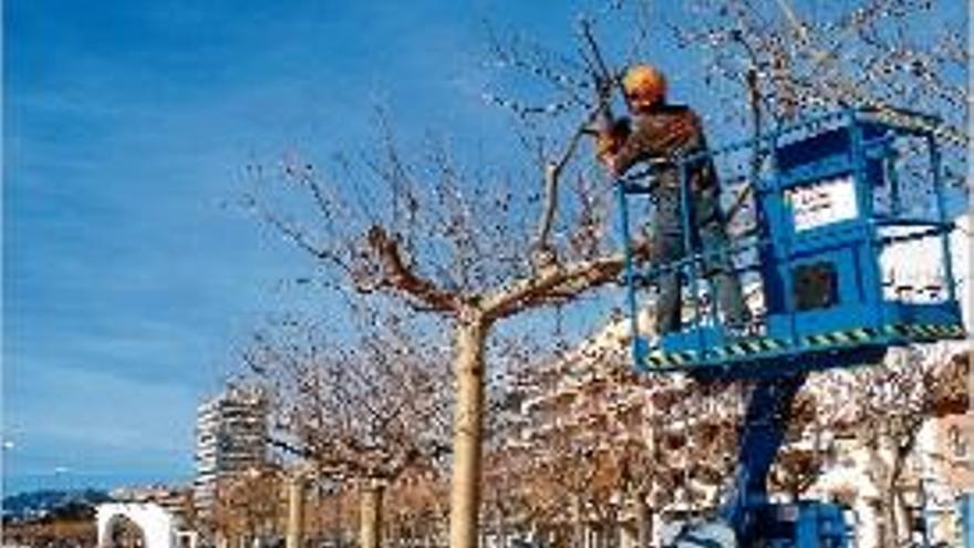 Palamós fa una campanya de poda