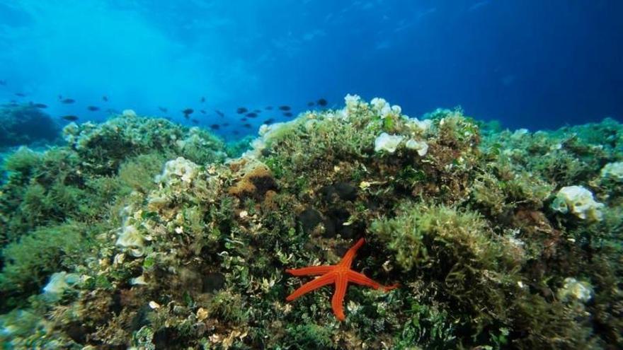 Aprobada la ampliación de la Reserva Marina de Cabo de Palos