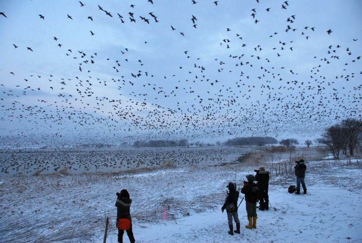 Varias personas observan aves migratorias.