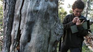 ¿Per què la fusta morta no s’ha de retirar del bosc? Un estudi adverteix de la seva criminalització