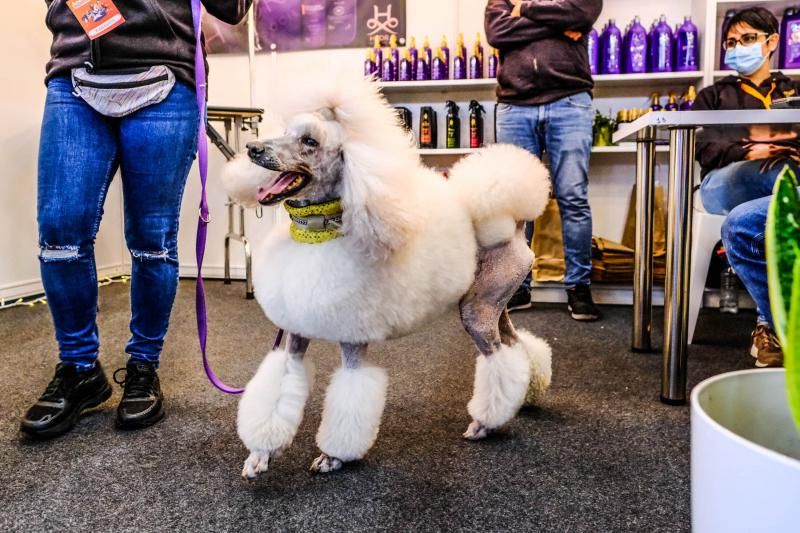 Feria Animundo de las mascotas (27/11/21)