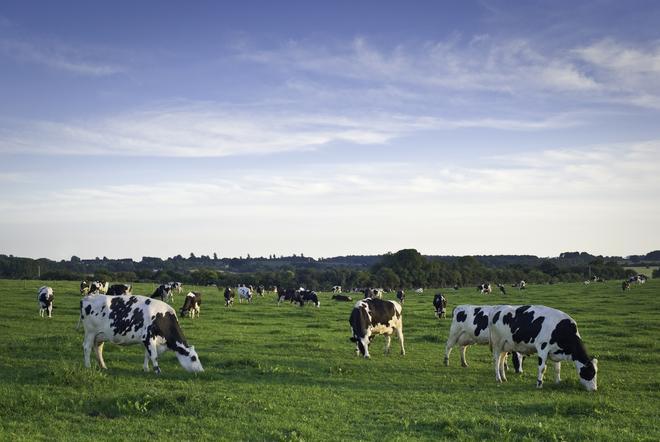 Cambio climático Jorge Rey - Vacas pastando