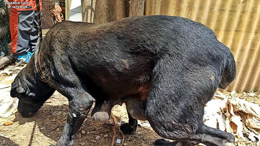 Troben animals en condicions lamentables en una finca de Santa Coloma