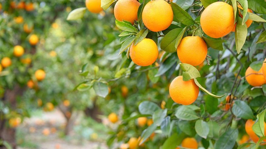 Adiós a la piel flácida, la fruta que deberás tomar todos los días