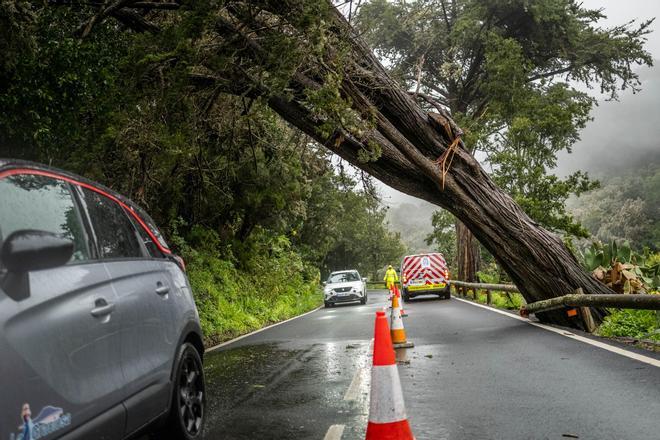 Un árbol cede ante las inclemencias meteorológicas en Tenerife