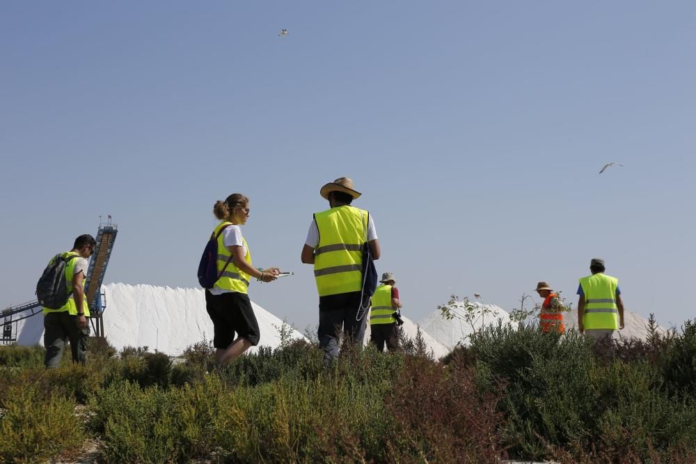 El Ayuntamiento de Torrevieja y la Conselleria de Medio Ambiente realizaron el anillamiento anual de la colonia de gaviotas establecida en el saladar de la laguna de Torrevieja con la ayuda de 30 volu