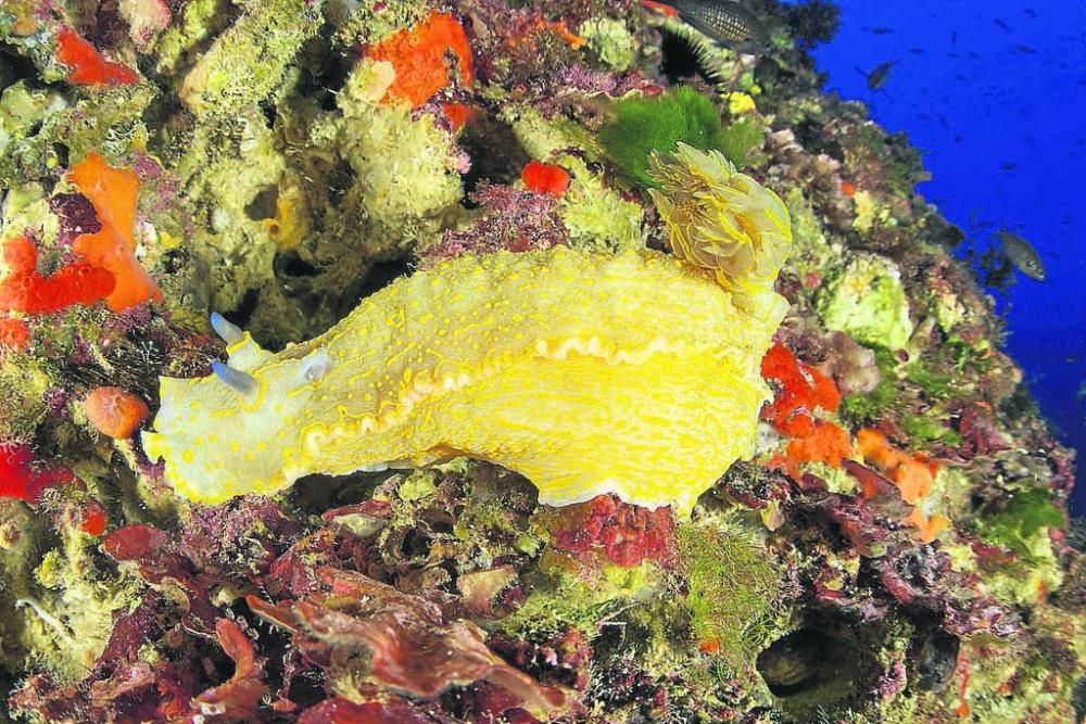 Felimare Picta es una de las especies más grandes que pueden observarse en las islas