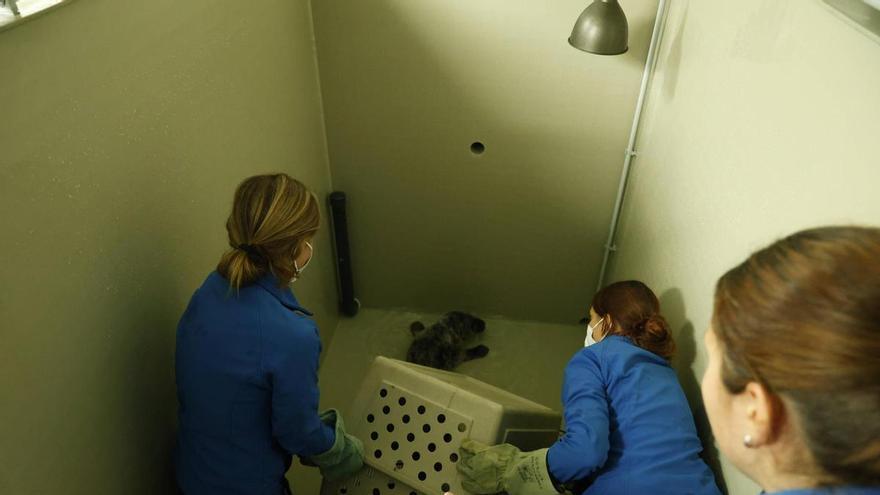 VÍDEO: La foca que apareció varada en la playa de Cadavedo inicia su recuperación en el "sanatorio" del Acuario de Gijón