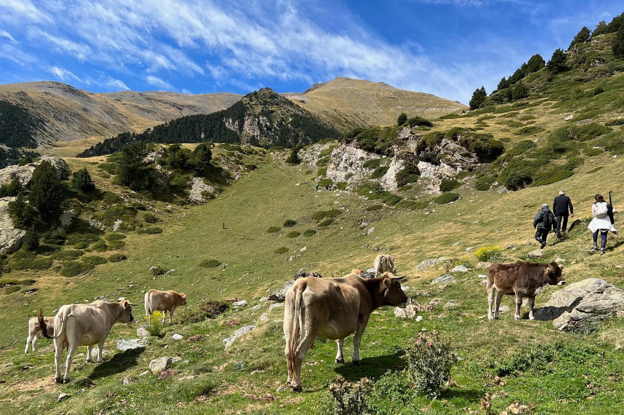 Visita als orris senyalitzats en el projecte de Núria