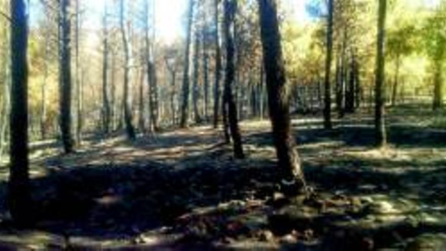 Un incendio quema 100 hectáreas de pinares, olivos y monte bajo en Gata