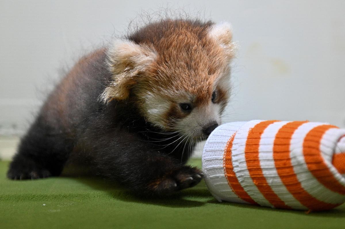 Dos cachorros de panda rojo, presentados en Yokohama