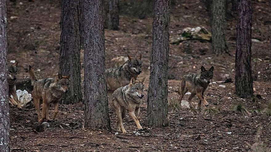 Lobos en semicautividad en el Centro del Lobo Ibérico. | Emilio Fraile