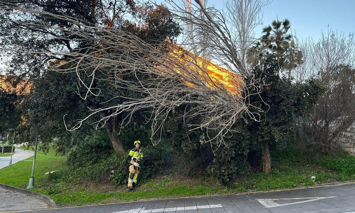 Las caídas de árboles obligaron a los servicios de emergencia de Estepona a trabajar duro.
