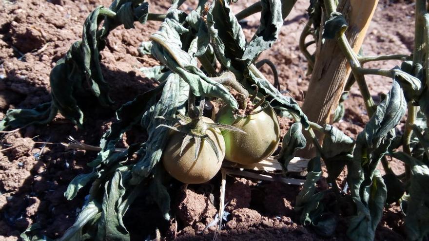 Uno de los campos afectados en Bolbaite.