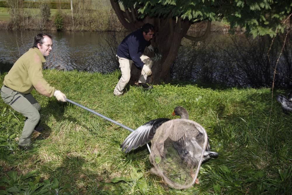 Vertido de chapapote en el río Lagares de Vigo