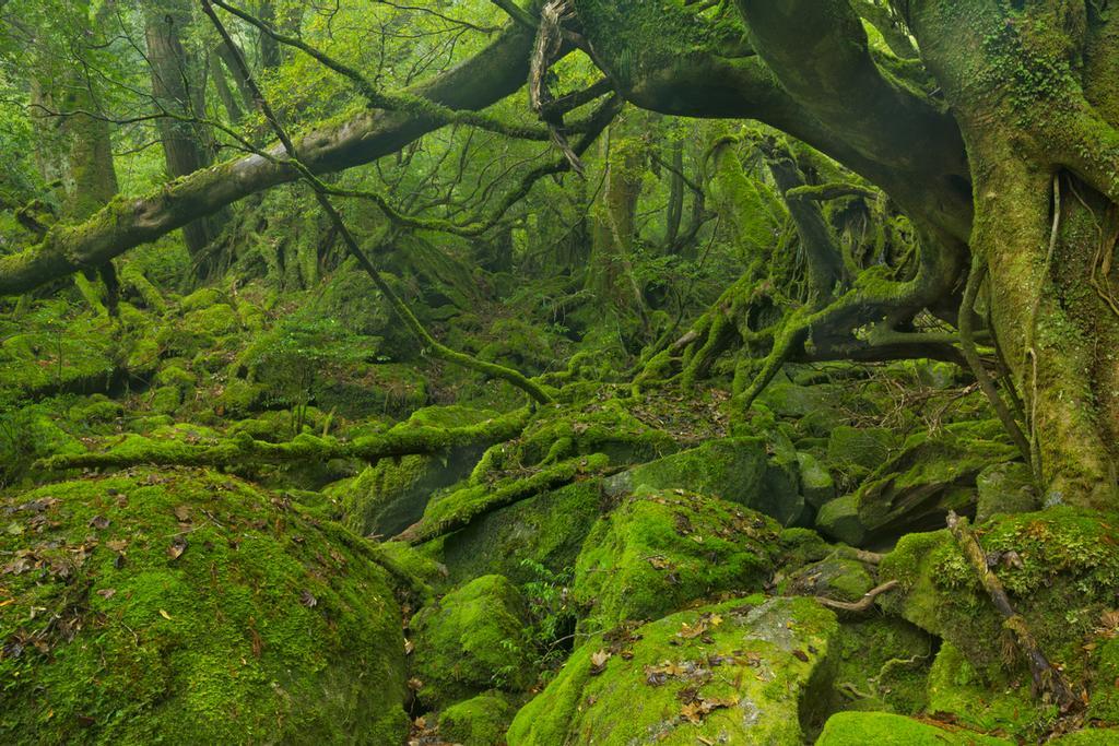 El bosque de Yakushima sirvió de inspiración para 'La princesa Mononoke'.