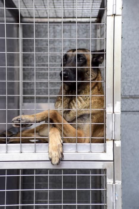 Reportaje a la Unidad Canina de la Policia ...