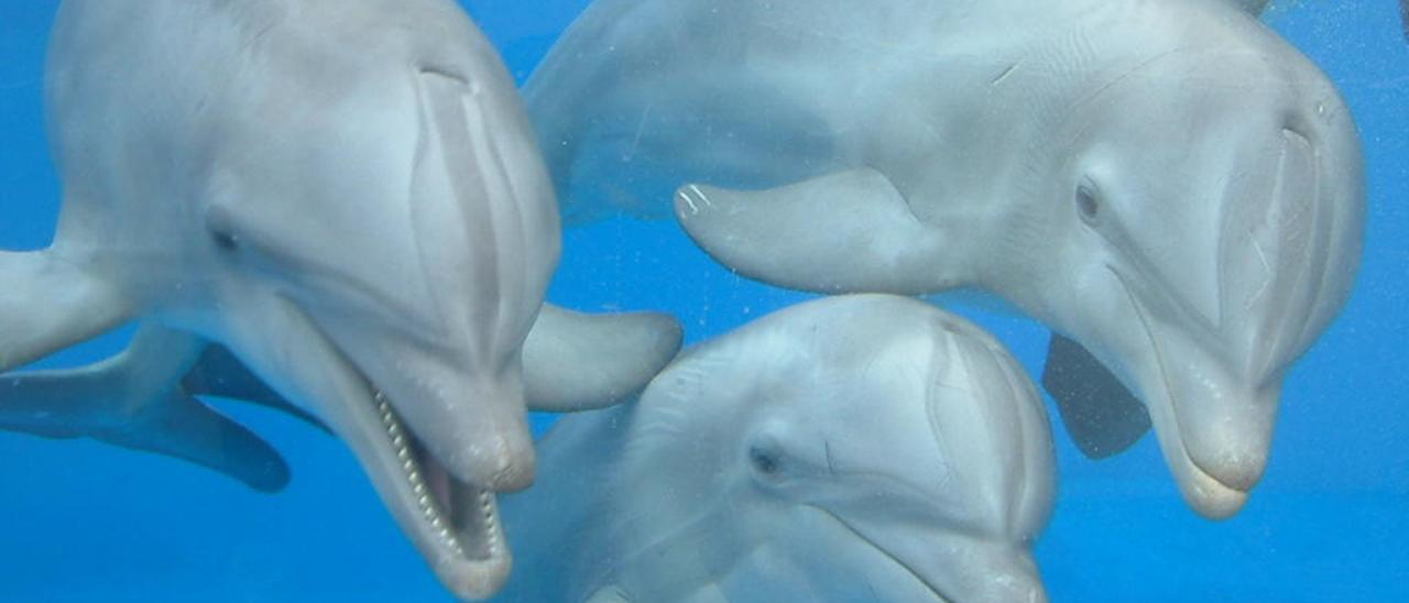 Tres de los delfines de l&#039;Oceanogràfic.