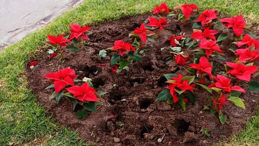 Floras de pascua robadas.