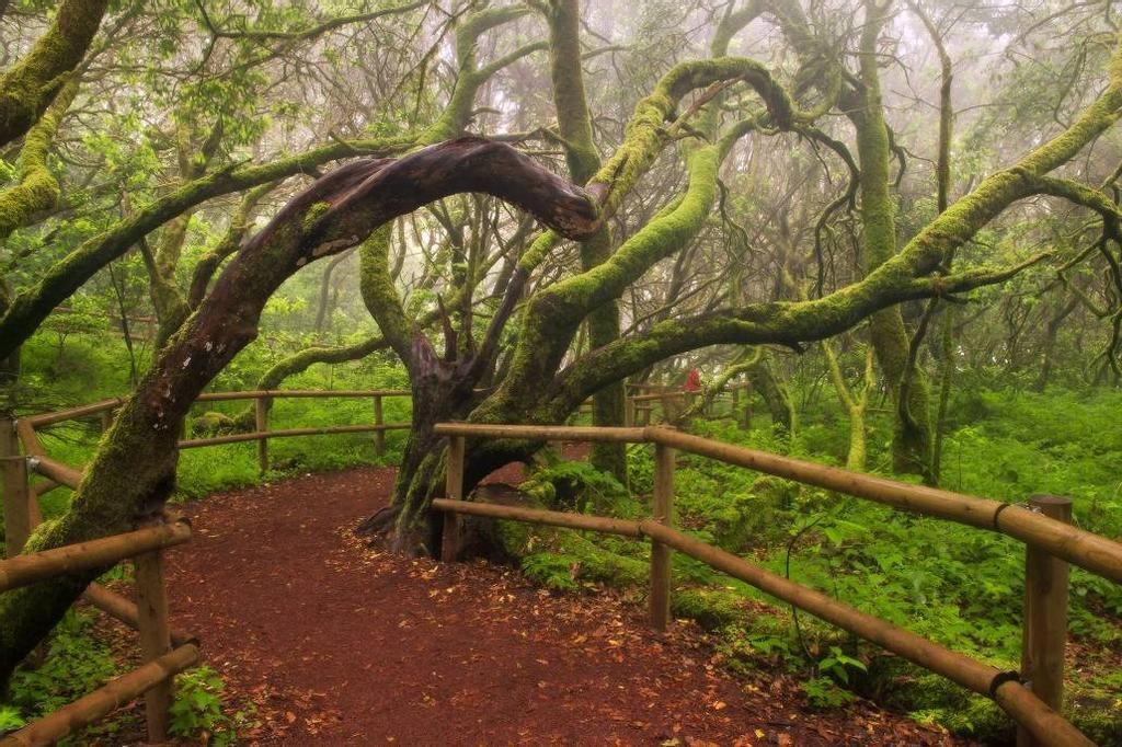 El tupido bosque de laurisilva del Parque Nacional de Garajonay nos hace viajar al paisaje de otros tiempos.