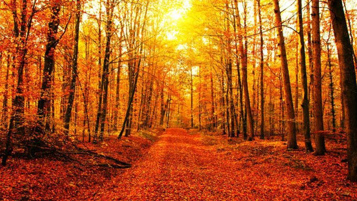 Caminar por una chopera es inigualable en otoño.