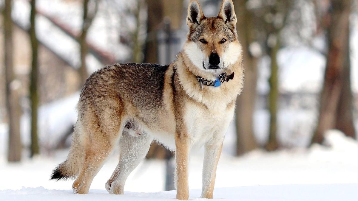 un lobo como perro