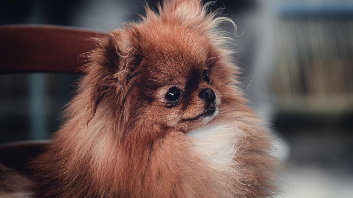 A los perros pekineses hay que llevarlos con frecuencia a la peluquería.