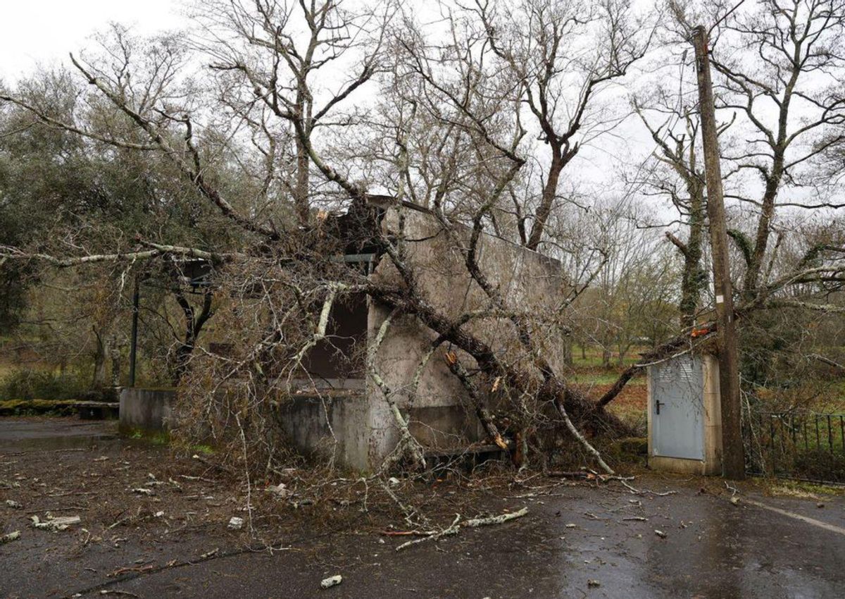 Un árbol destruyó hace un año el palco de Touceda, Alba.  | // G. SANTOS 