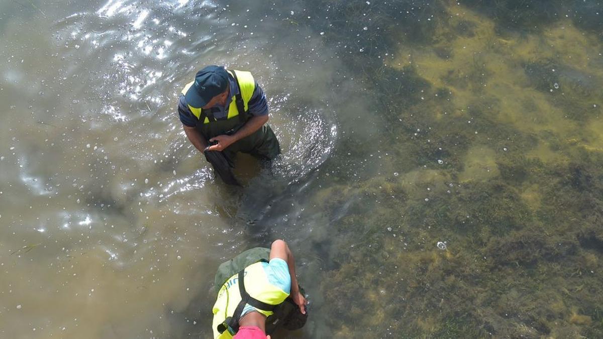 Peces muertos en el Mar Menor: aparecen ejemplares sin vida en Santiago de la Ribera.