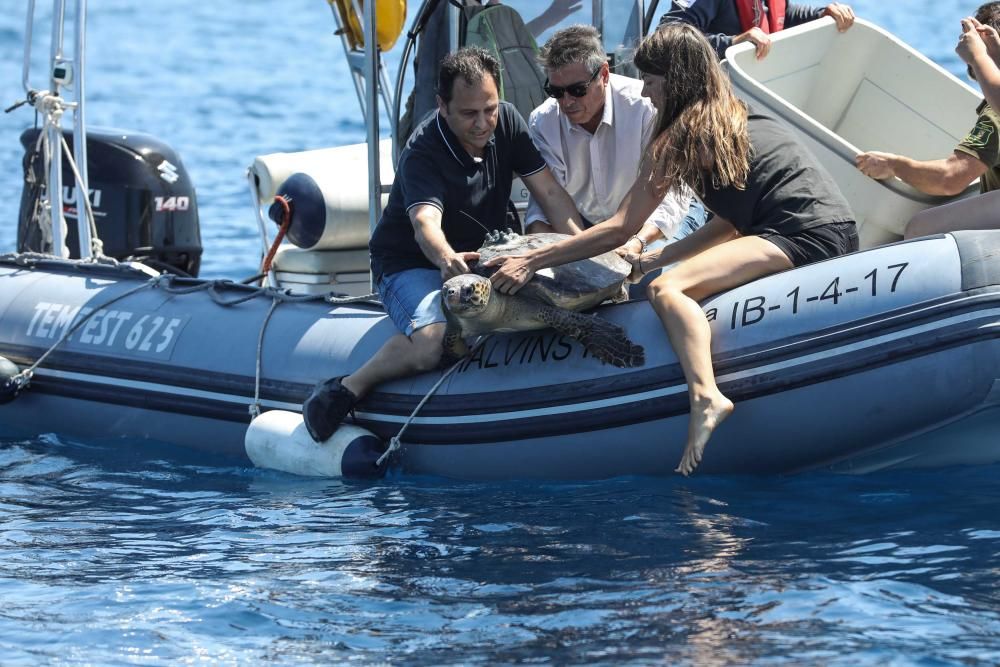 Liberadas tres tortugas en Ibiza