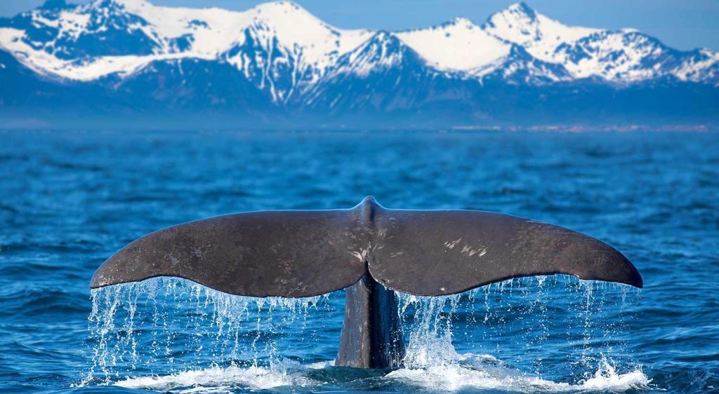 Ballenas en Noruega
