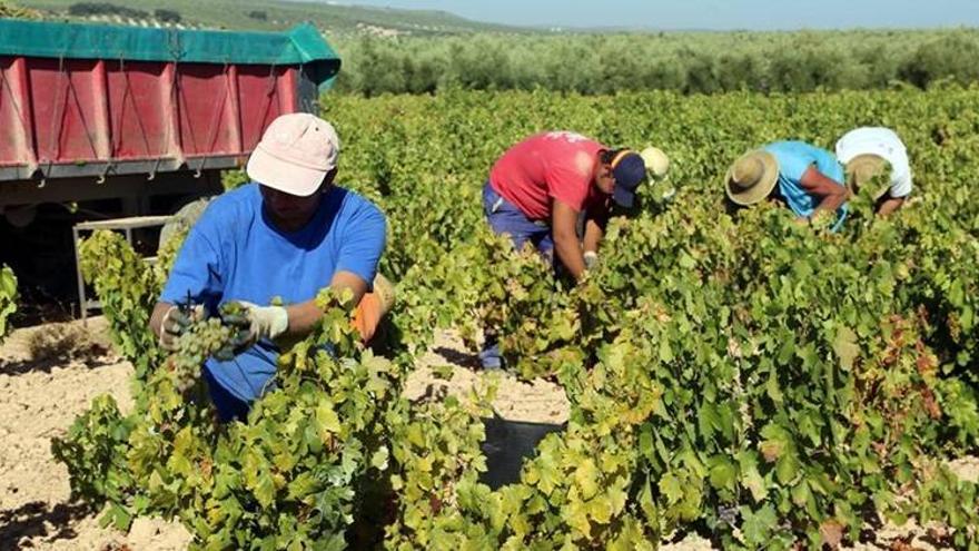 La Junta sitúa el aforo final de la vendimia en 47 millones de kilos