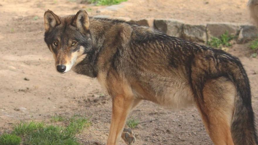 Los furtivos han matado a tres de los veintiún lobos radiomarcados en Asturias desde 2017
