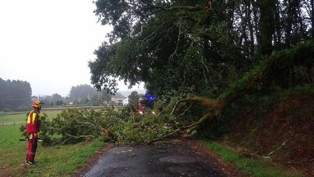 Retirada de árboles y limpieza de calzadas tras el temporal.