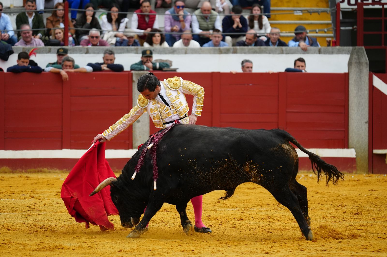 El festejo taurino de Pozoblanco, en imágenes