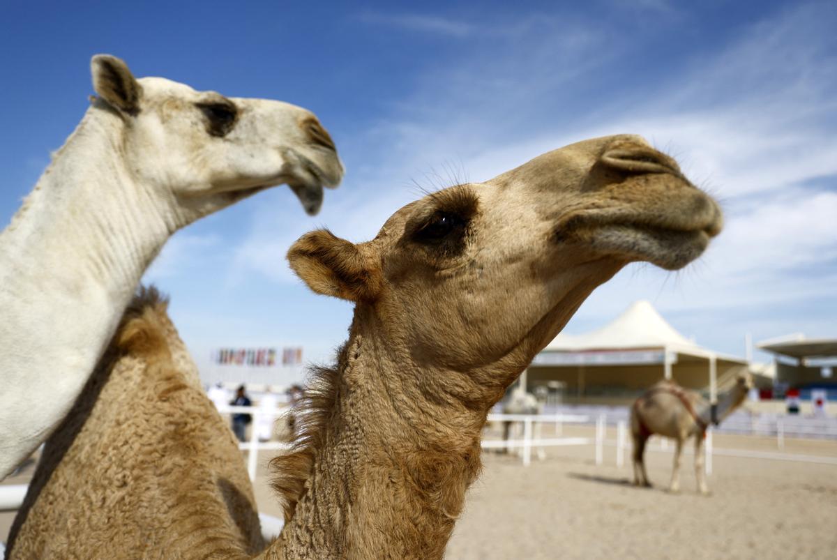 Concurso de belleza de camellos en Qatar