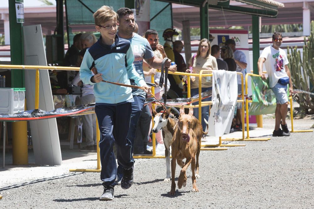 Exposición monográfica del Podenco Canario