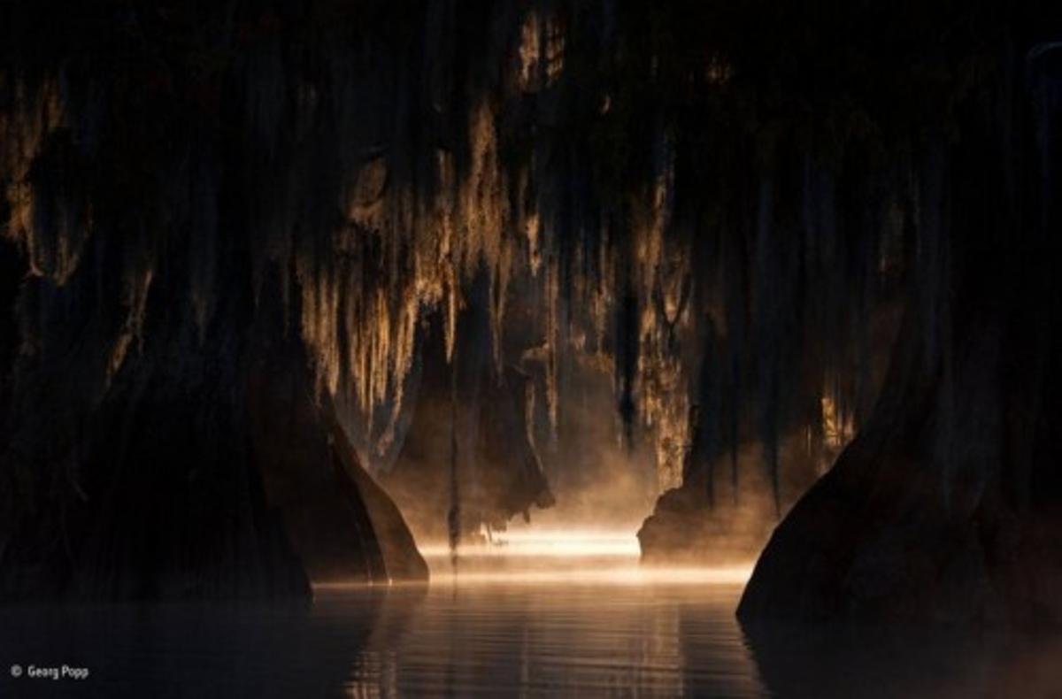 Las mejores fotos del concurso 'Wildlife Photographer of the Year'