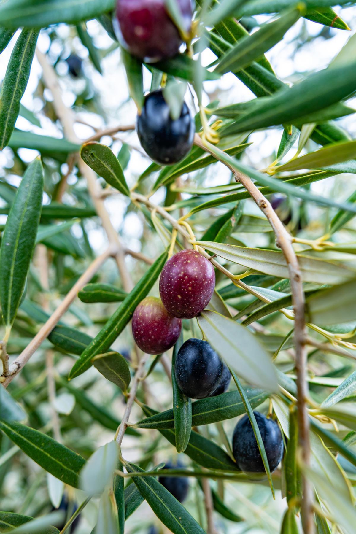 Olivos con frutos maduros de aceituna para aceite de oliva en Andalucía España